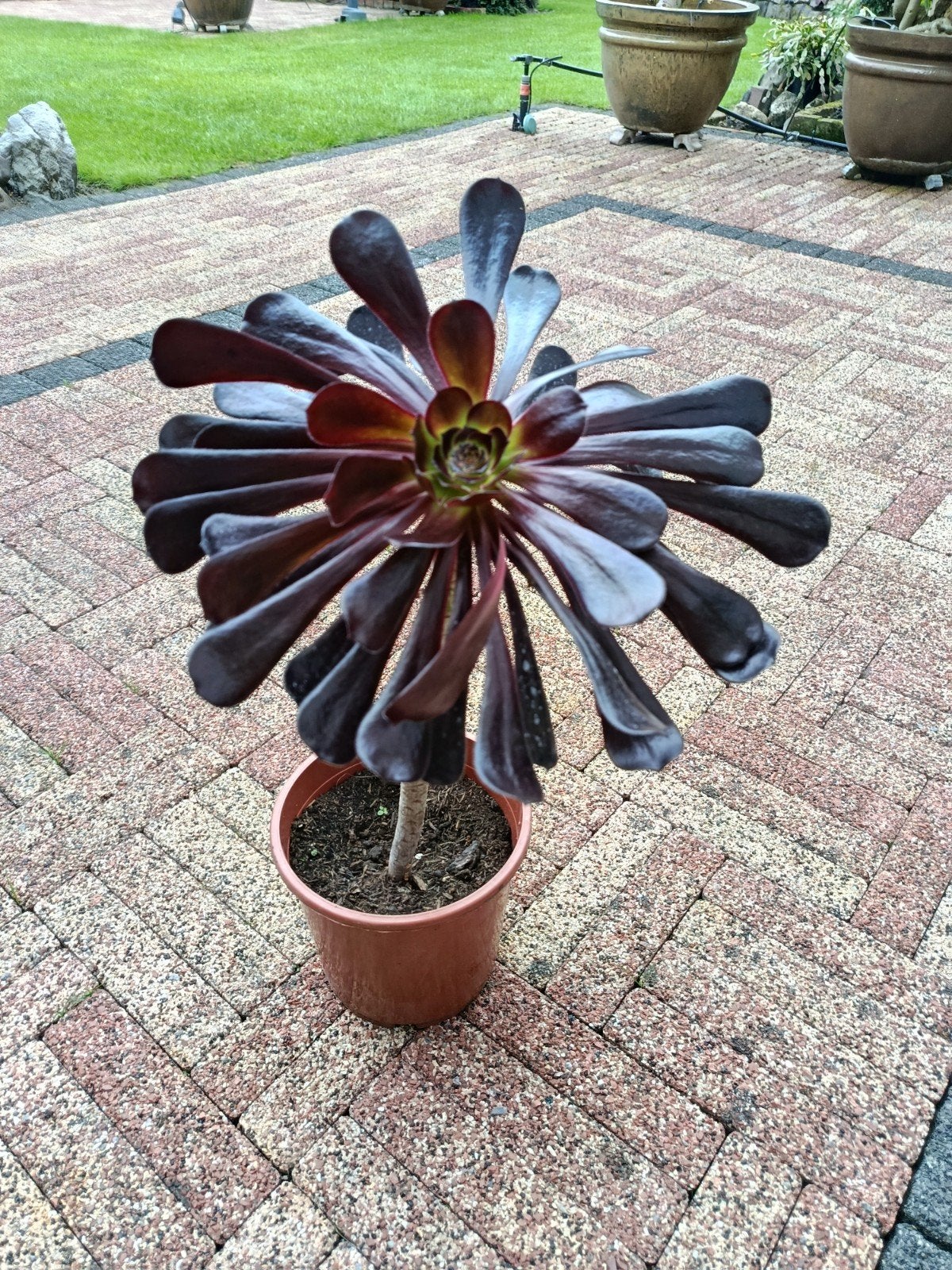 Te koop Aeonium arboreum, Ophalen, Bloeit niet, Overige soorten, Volle zon