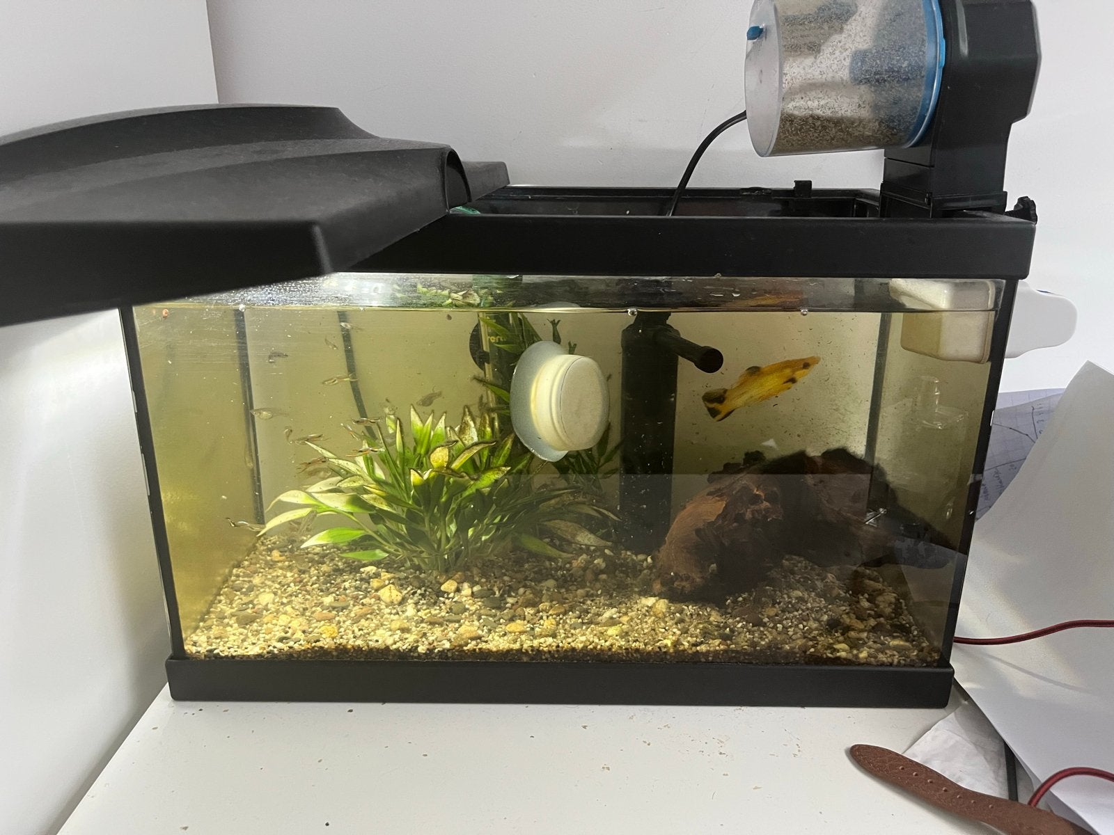 All in aquarium, Ophalen, Leeg aquarium