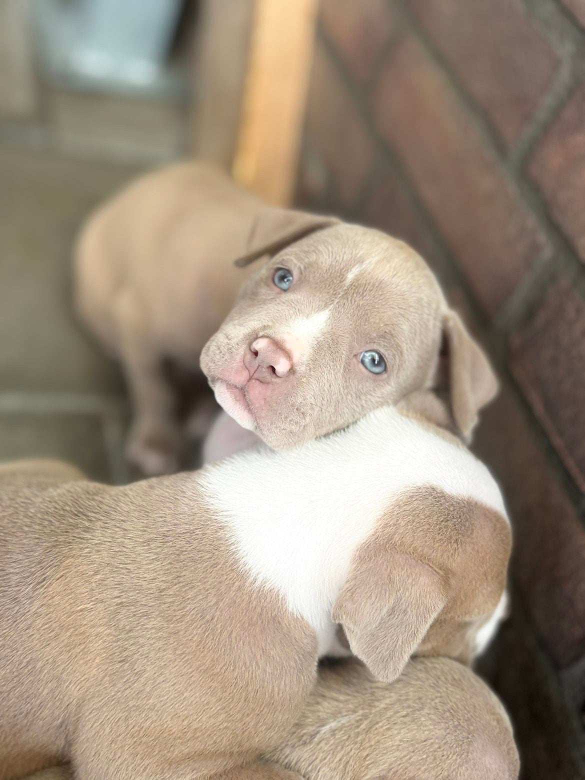 American bully pups 8 weken oud met DBKC stamboom, Overige rassen, 8 tot 15 weken, Teef, Parvo