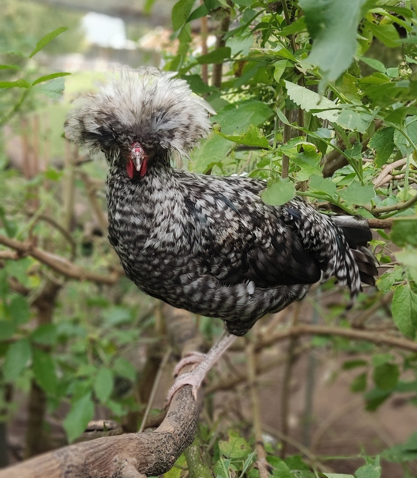 Hollandse kuifhoen haan koekkoek, Dieren en Toebehoren