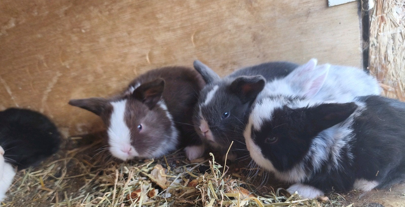 5 prachtige Raszuivere minilop jonkies, Dieren en Toebehoren, Meerdere dieren, Dwerg, Hangoor, 0 tot 2 jaar