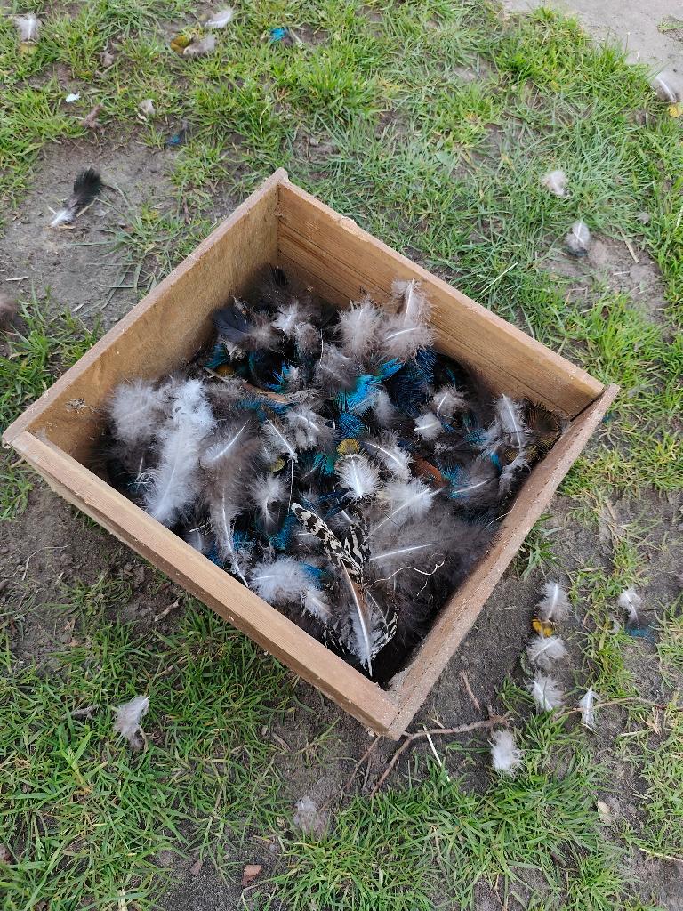 Mini pauwenveren, Huis en Inrichting, Meerkleurig, Ophalen of Verzenden, Natuurlijk materiaal, Landelijk