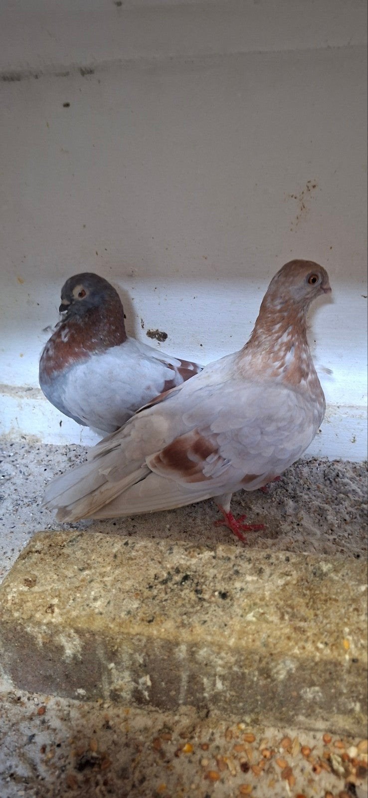 te koop sierduiven figuritas meeuwen, Dieren en Toebehoren, Meerdere dieren, Overige soorten