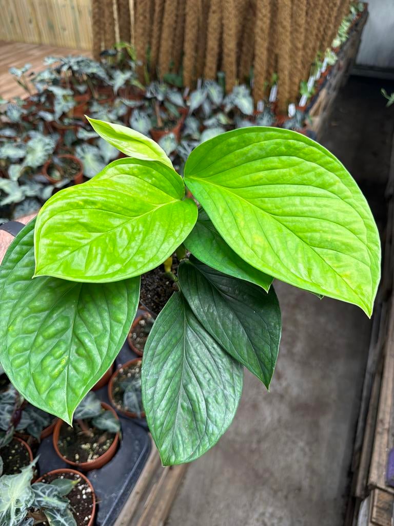 Monstera pinnatipartita - Pot 12cm, Huis en Inrichting, Kamerplanten, Ophalen of Verzenden, Halfschaduw, Minder dan 100 cm