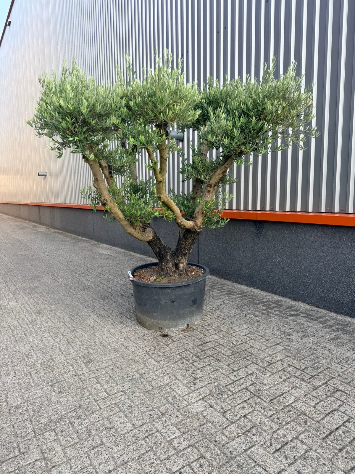 Mooie olea europaea Olijfboom pon pon, Volle zon, Ophalen of Verzenden, 100 tot 250 cm, Olijfboom