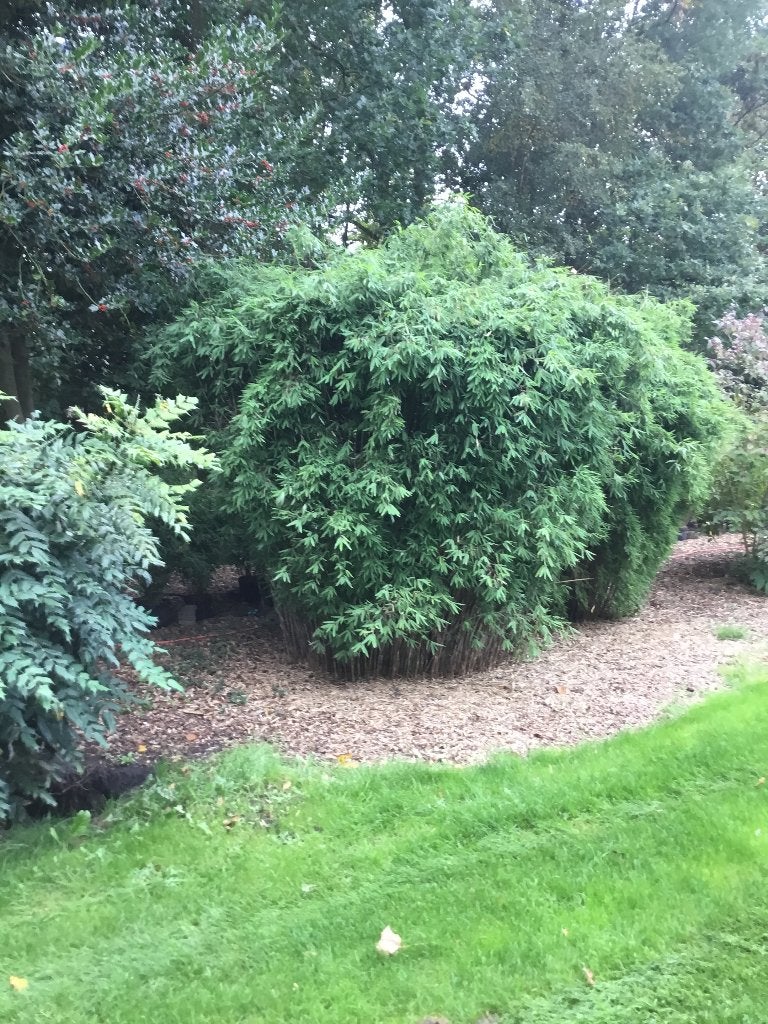 Fargesia Nitida Pillar, niet woekerende bamboe!!!, Tuin en Terras, Ophalen, Bamboe, Struik, 100 tot 250 cm