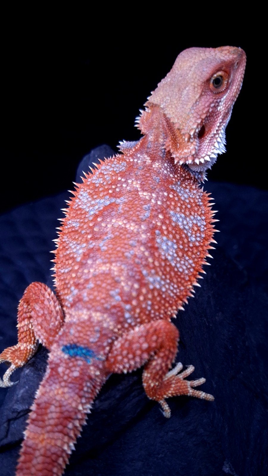 Baardagaam Mannen Red Hypo Blue Bar Bearded Dragon photo 12