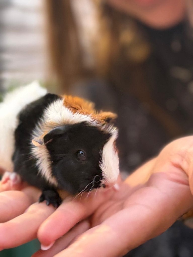 Jonge cavia’s beertjes, Dieren en Toebehoren, Augustus, Mannelijk, Cavia
