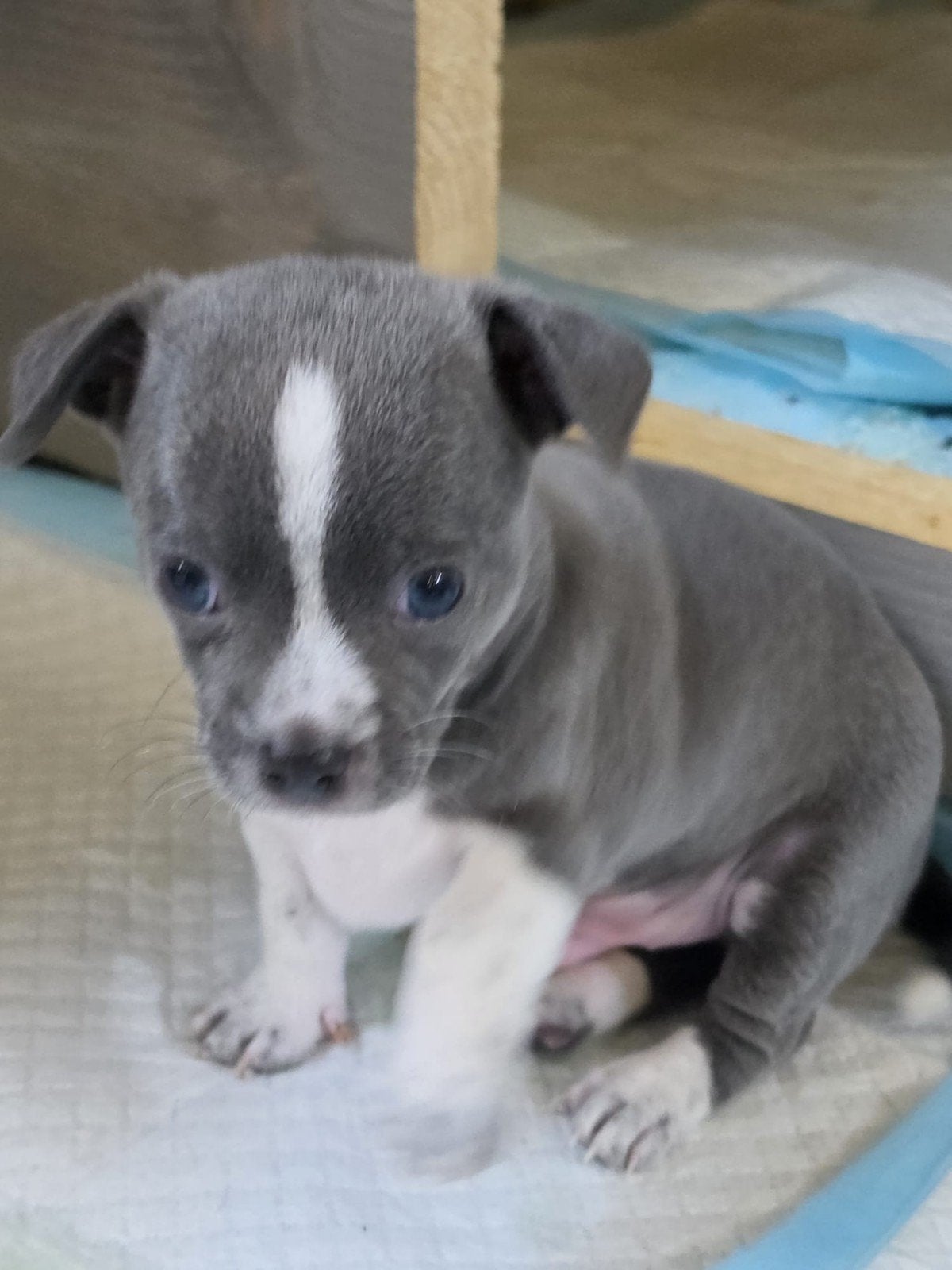 twee knappe chihuahua  reutjes, Dieren en Toebehoren, Parvo, Reu, 8 tot 15 weken, Meerdere