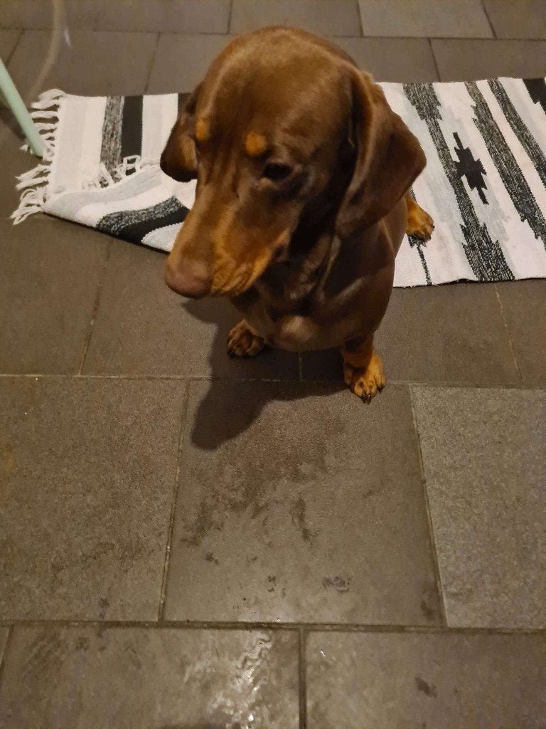 Choco Tan Teckel Te Koop, Standaard, Reu, 1 tot 2 jaar, Korthaar