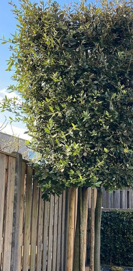 Steeneik - Querciles ilex, Ophalen, Halfschaduw, Overige soorten, 400 cm of meer