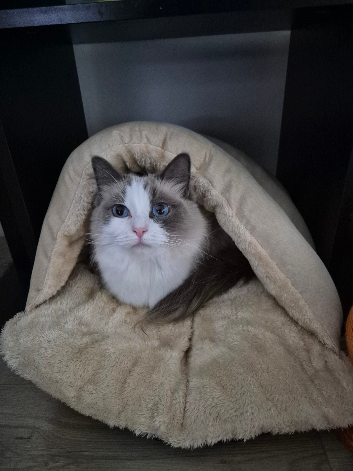 ragdoll poes herplaatser, Poes, Gechipt, 3 tot 5 jaar