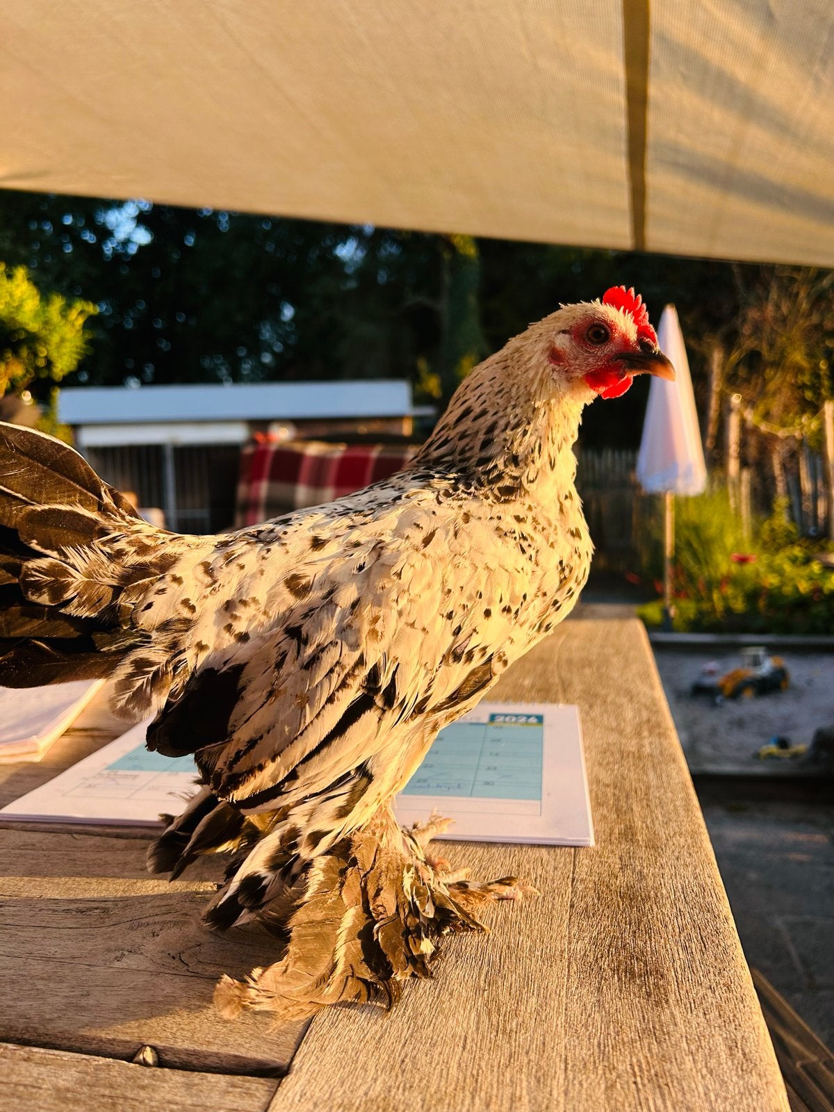 Sabelpootkrielkipjes, Dieren en Toebehoren, Meerdere dieren, Kip