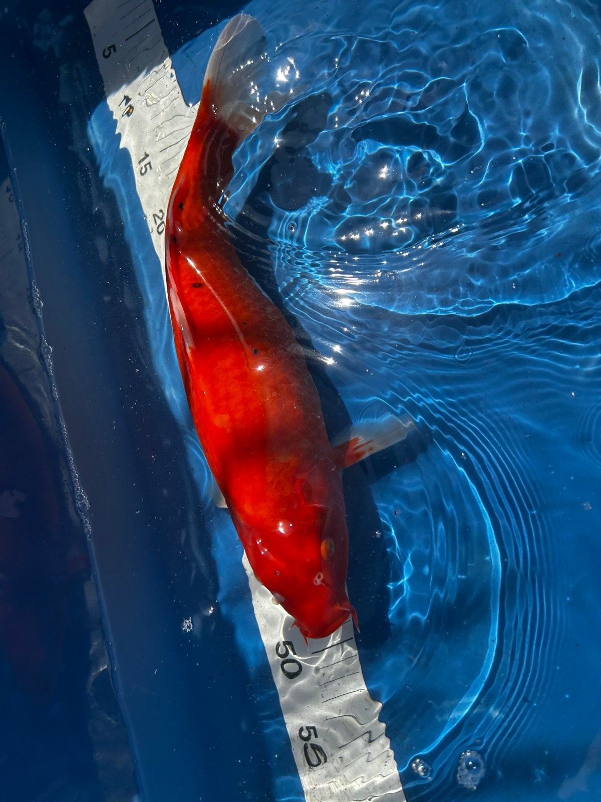 Benigoi nisai 35 cm, Karper of Koi