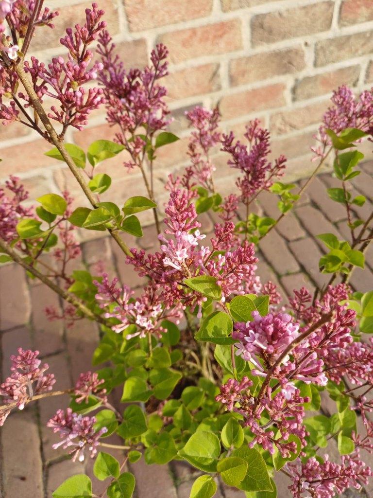 Planten die nu op z'n mooist zijn (foto update) - deel 2, Tuin en Terras, Planten | Tuinplanten, Volle zon, Vaste plant, Lente
