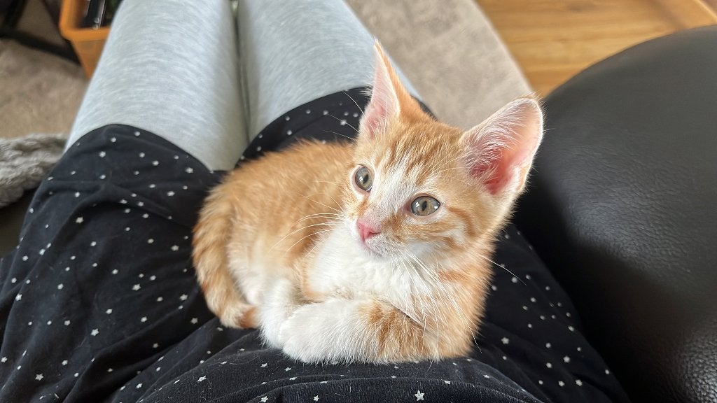 Kitten Europese Korthaar, Dieren en Toebehoren, Katten en Kittens | Raskatten | Korthaar, Kater, Gechipt, 0 tot 2 jaar