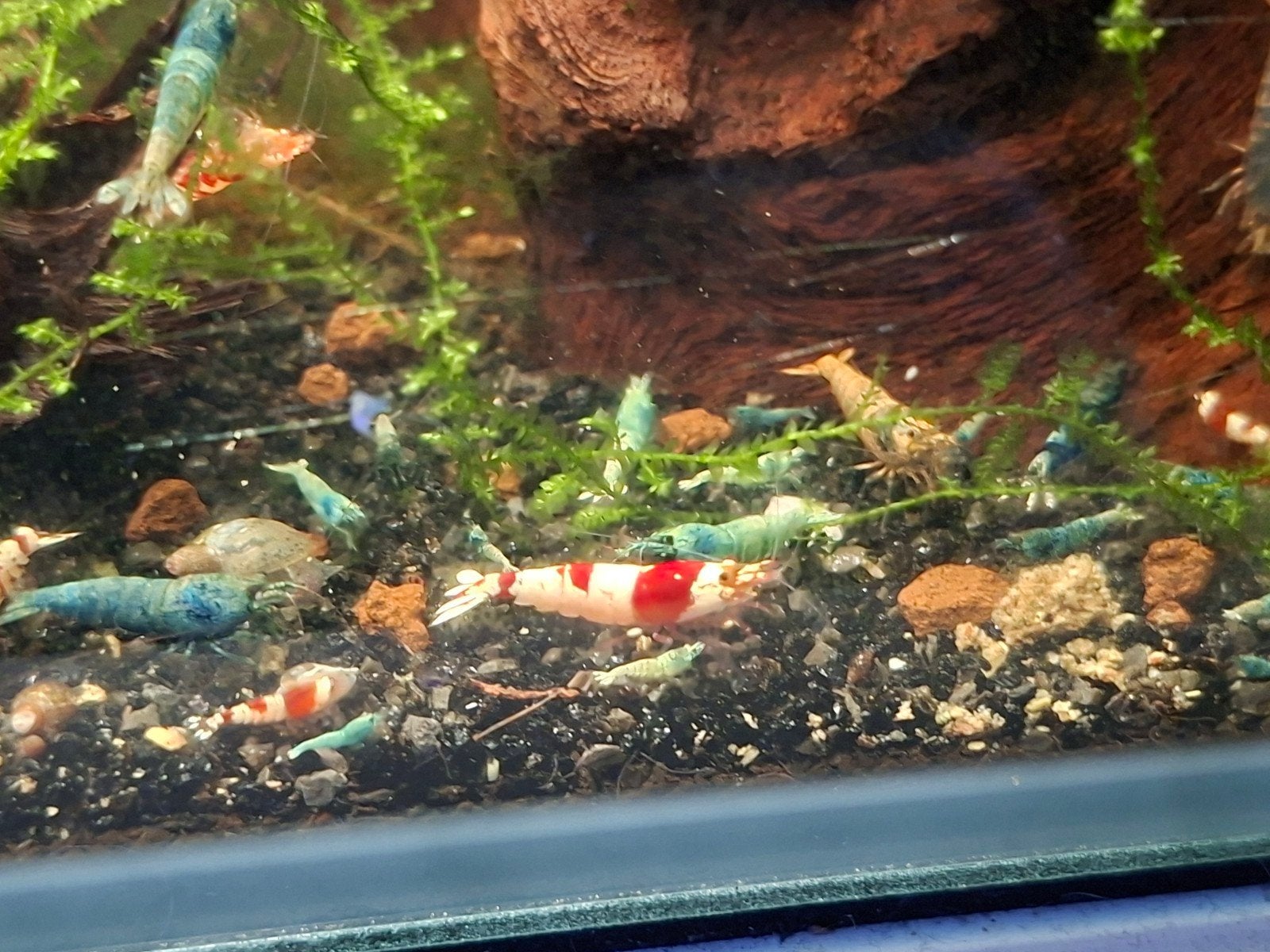 caridina garnalenmix, Dieren en Toebehoren, Kreeft, Krab of Garnaal, Zoetwatervis, Schoolvis
