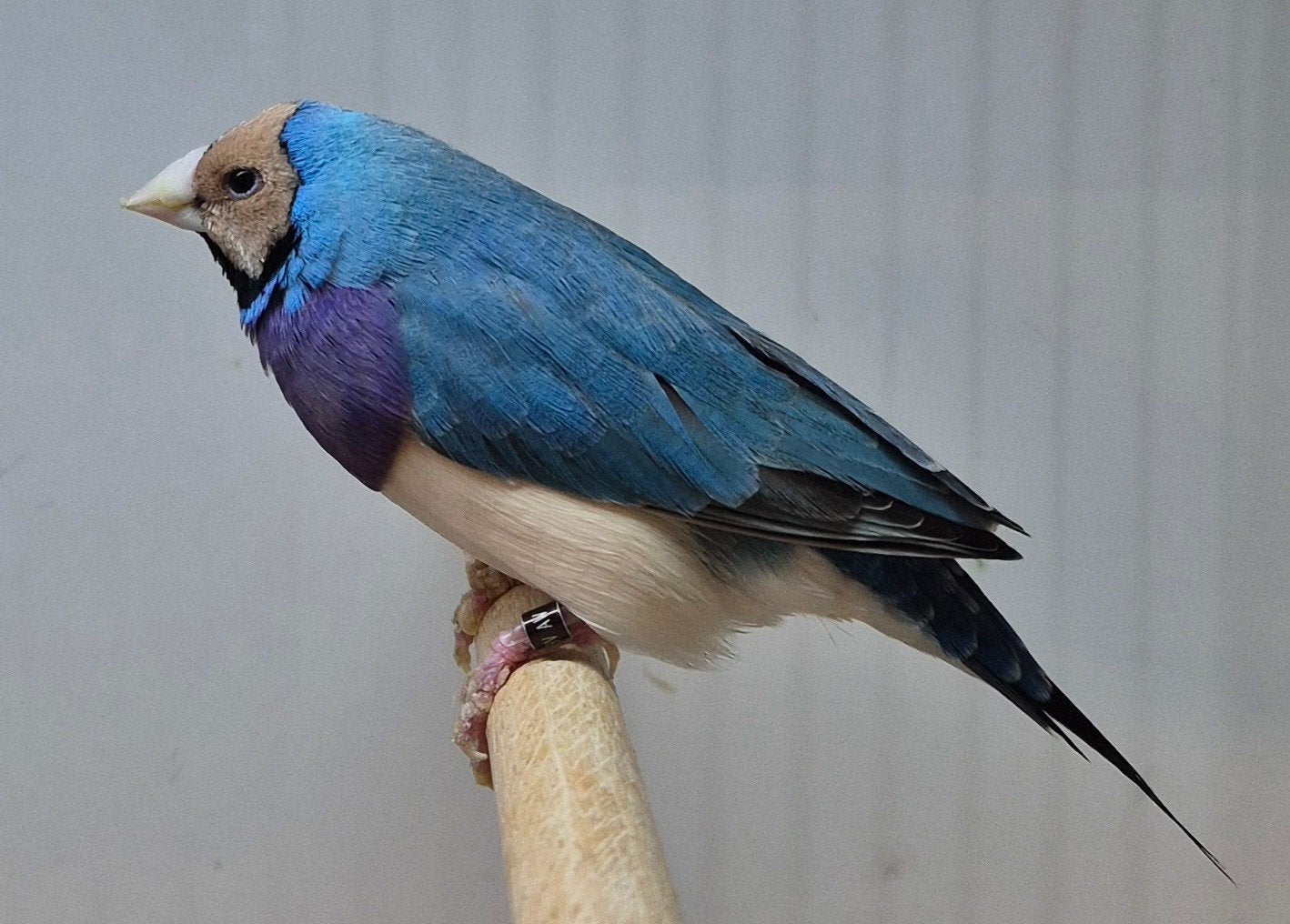 Gouldamadine blauw, Dieren en Toebehoren, Vogels | Overige Vogels, Meerdere dieren