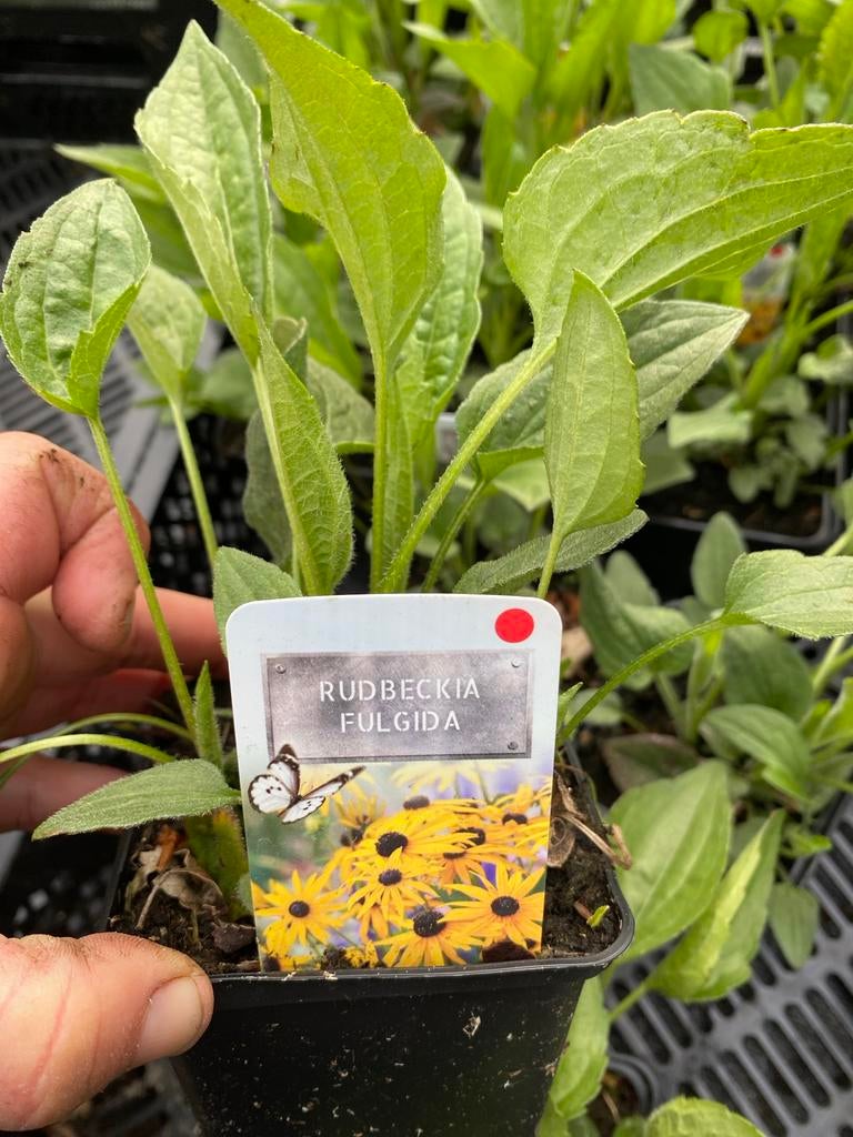 Rudbeckia Fulgida - Zonnehoed voor een kleurrijke tuin, Volle zon, Vaste plant, Zomer, Ophalen