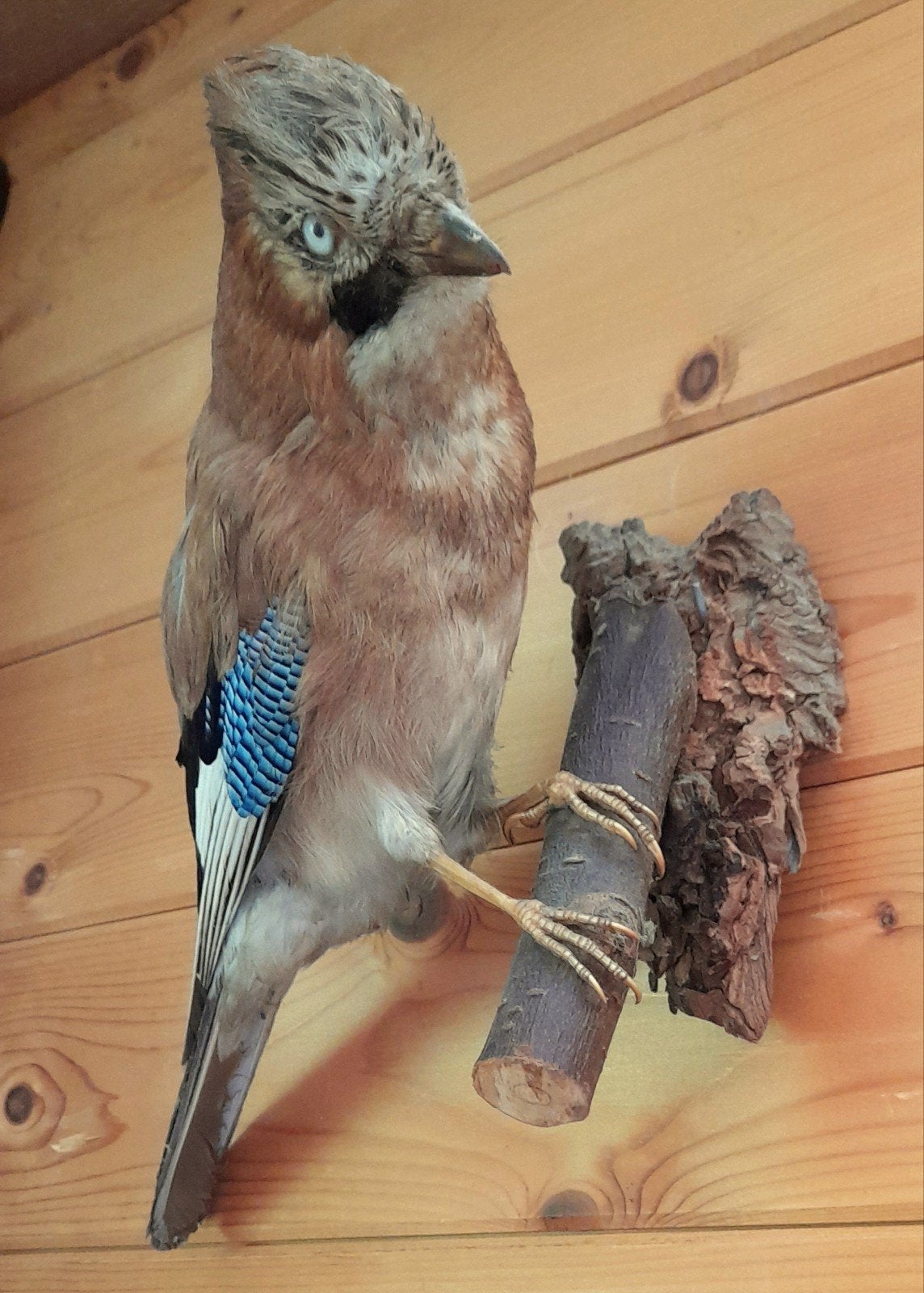 Geprepareerde dieren, Ophalen, Gebruikt, Overige soorten, Opgezet dier