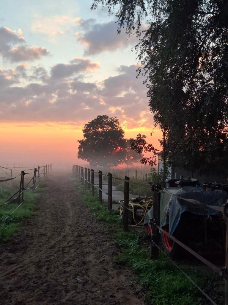 Plek op paddockparadise, Dieren en Toebehoren, Stalling en Weidegang, Weidegang, 1 paard of pony