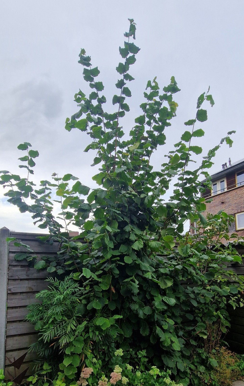 hazelaar die lekkere noten afgeeft maar te groot is, Tuin en Terras, Ophalen, Overige soorten, Struik