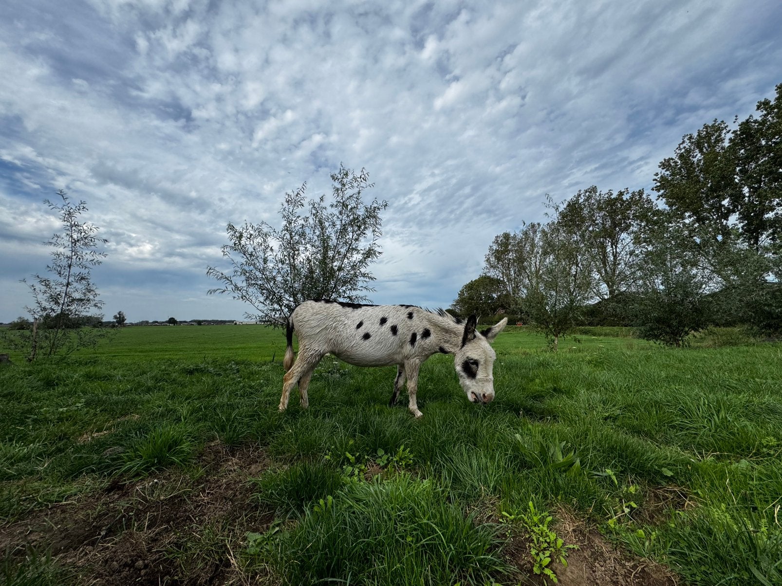 Mediterrane mini ezel merrie, Dieren en Toebehoren, Mei, Vrouwelijk