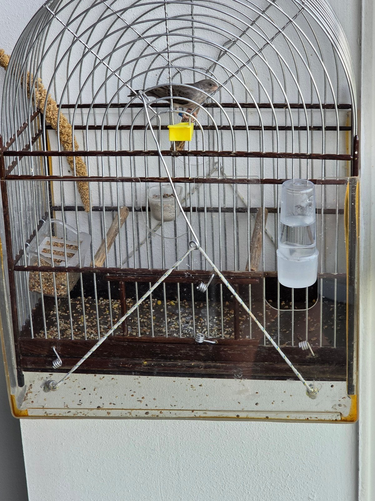 Edelzanger Man, Dieren en Toebehoren, Mannelijk, Tropenvogel, Geringd