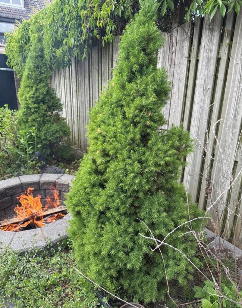 Mooie compacte conifeer voor tuin of terras t.e.a.b, Tuin en Terras, Planten | Tuinplanten, Volle zon, Vaste plant, Bloeit niet