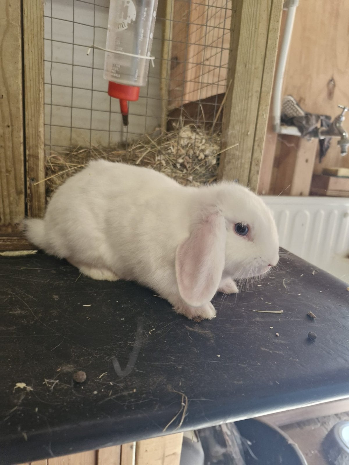 Witte baby konijntjes met blauwe ogen, Dieren en Toebehoren, Meerdere dieren, Dwerg