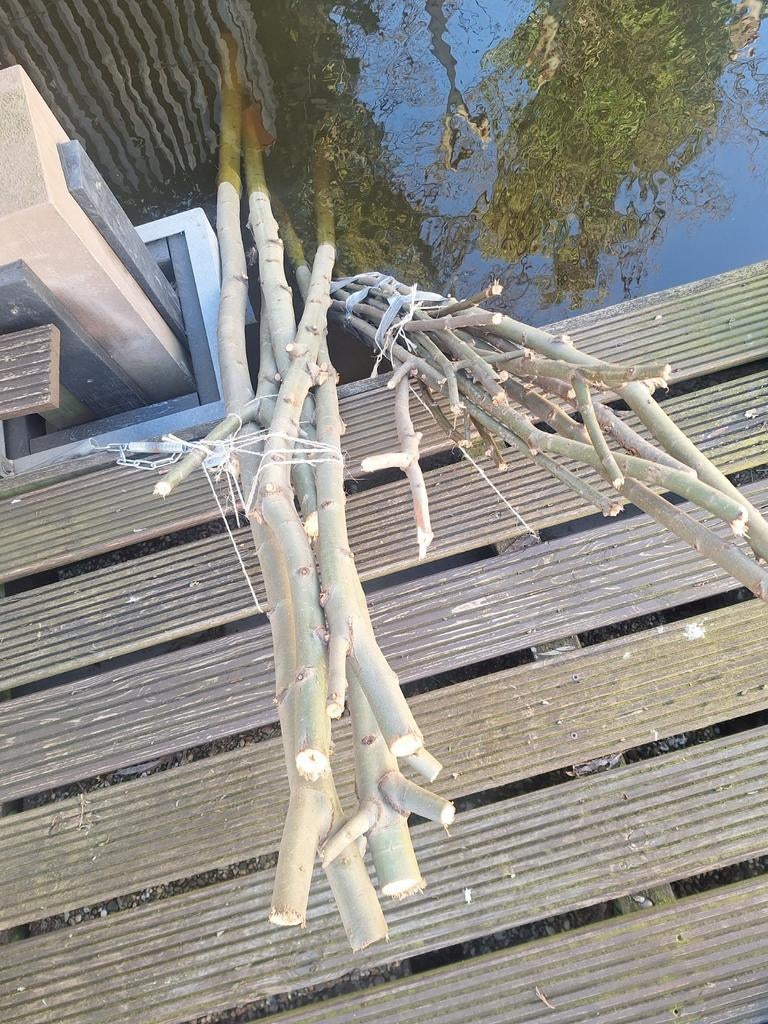Knotwilgentakken. Wilgen takken. 2 en 3 jarig., Overige soorten, Lente, 250 tot 400 cm, Ophalen