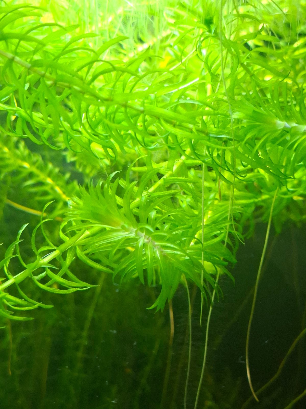 Argentijnse waterpest (Elodea densa), Overige typen