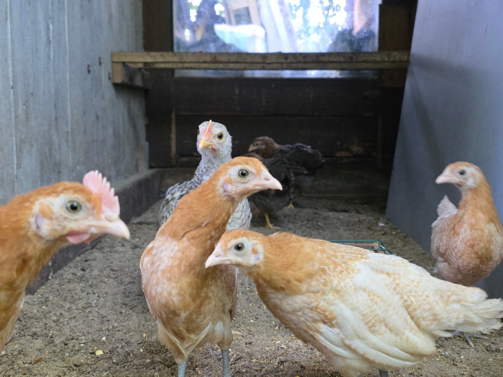 Friese hoen, Meerdere dieren, Kip