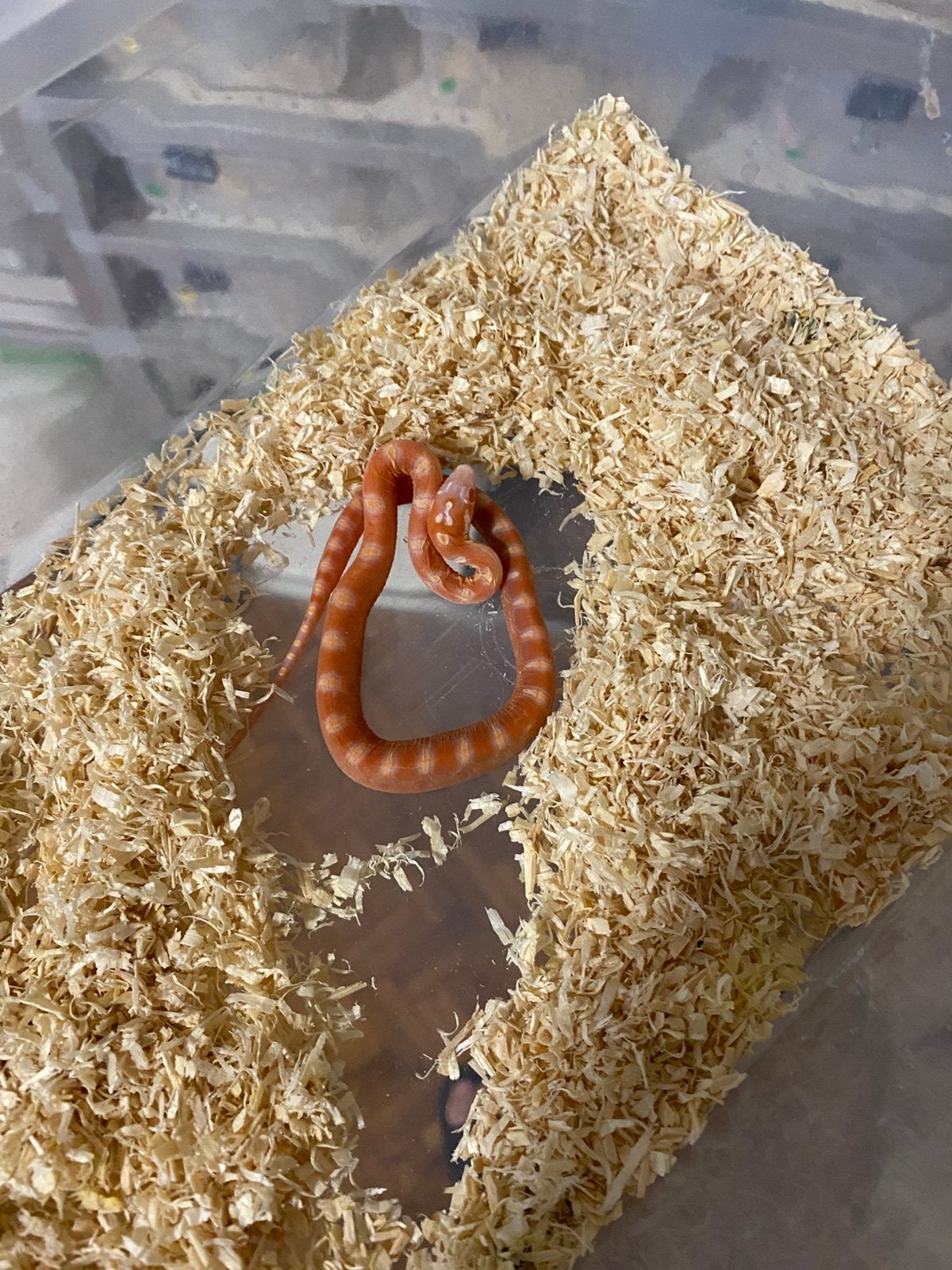 Haakneuzen en korenslangen Corn Snake photo 8