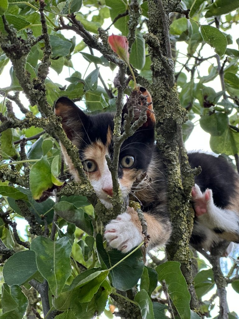 6 leuke kittens te koop!, Dieren en Toebehoren, Katten en Kittens | Raskatten | Korthaar, Meerdere dieren, 0 tot 2 jaar, Ontwormd