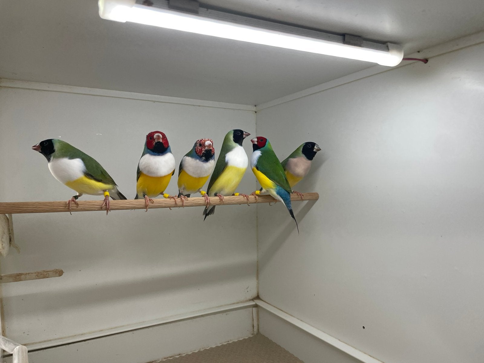 3 koppels gouldamadine te koop, Dieren en Toebehoren, Meerdere dieren, Tropenvogel, Geringd