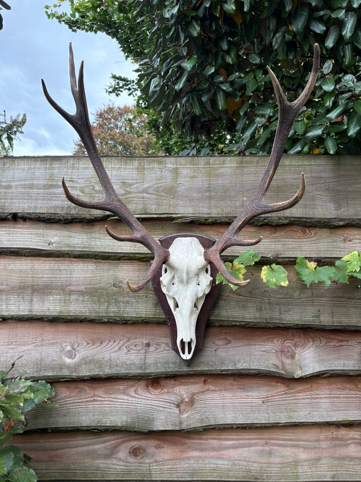 Edelhert gewei Veluwe, Ophalen, Zo goed als nieuw, Hert, Gewei of Kop
