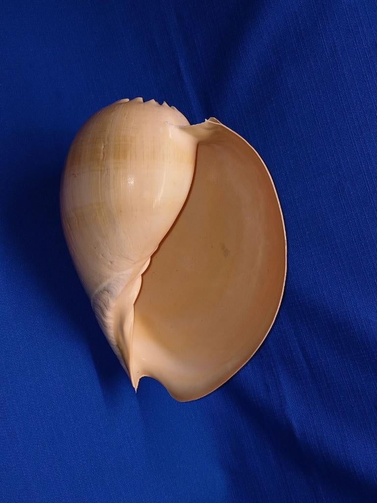 Schelpen, Melo broderipii, Ophalen of Verzenden, Schelp(en)