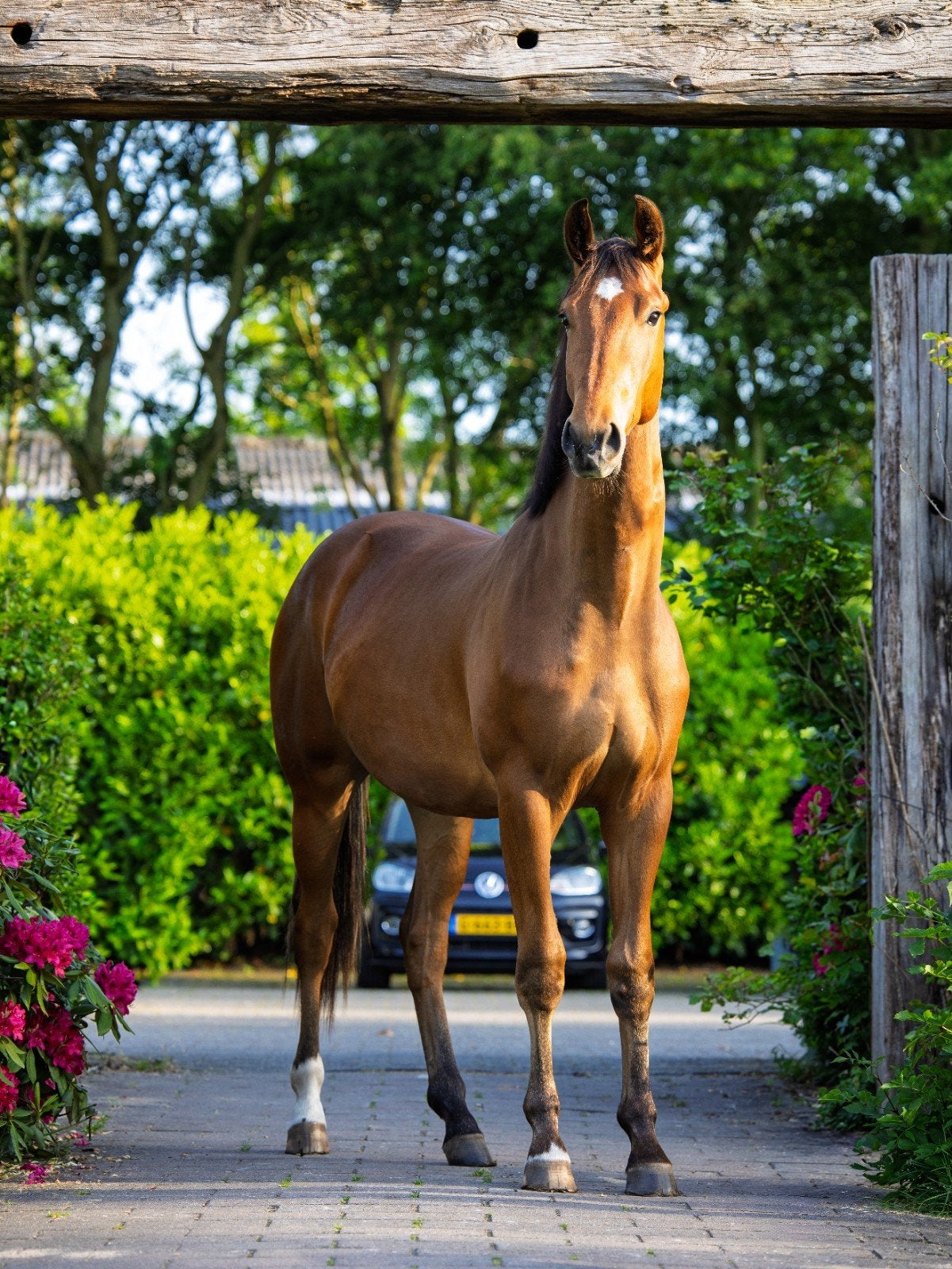 Lieve 2 jarige ruin