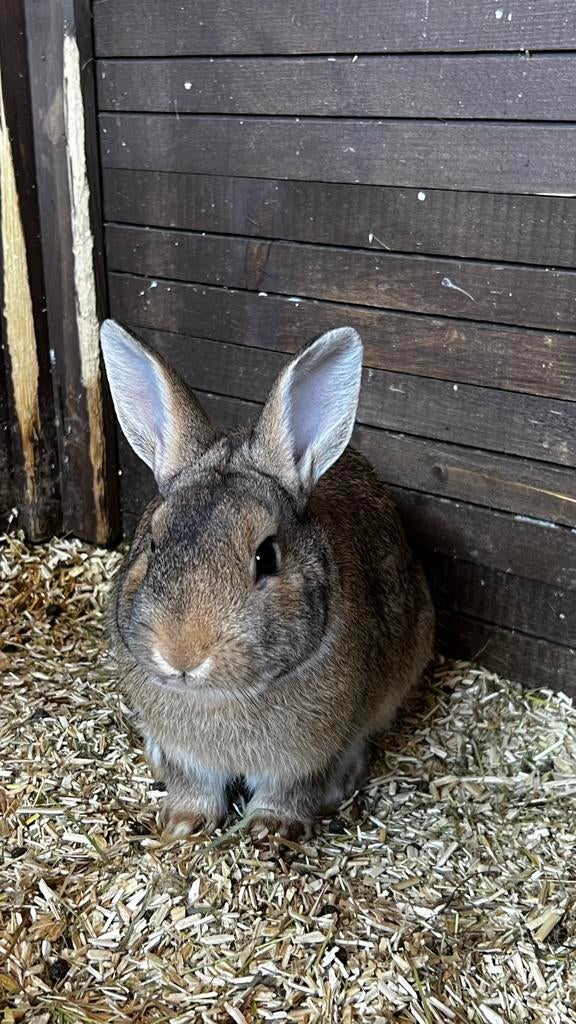 Baby konijntje, Dieren en Toebehoren, Mannelijk, Dwerg