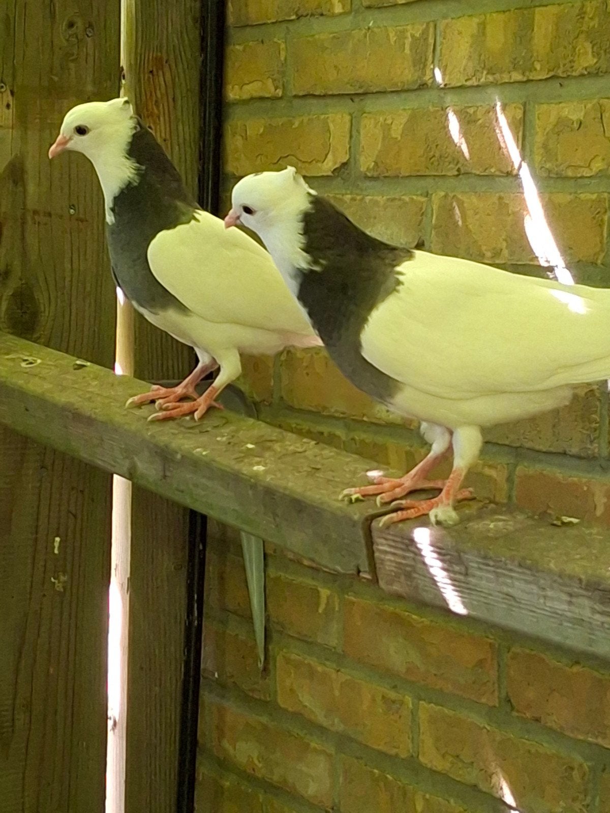 hoogvliegers, Dieren en Toebehoren, Meerdere dieren, Postduif