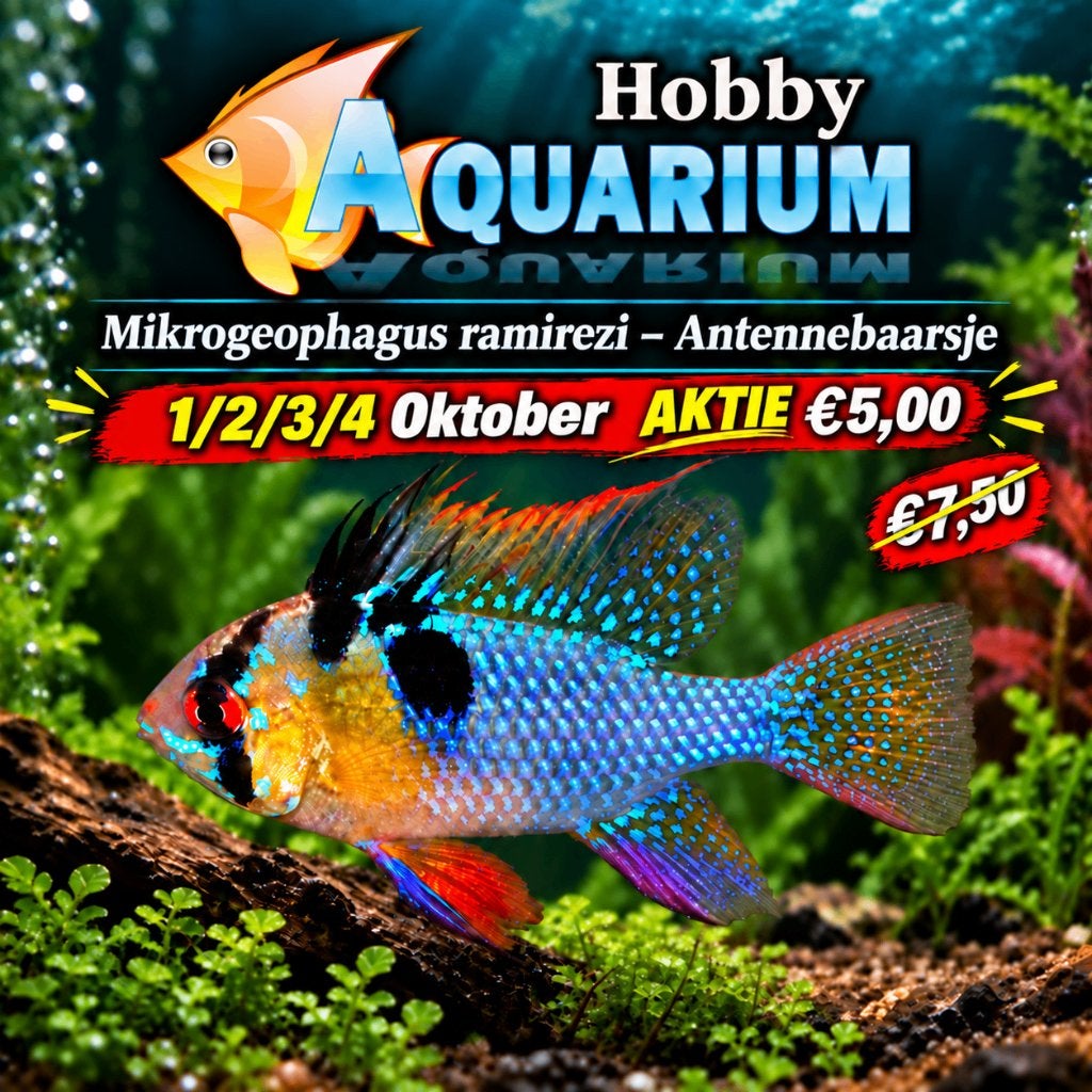 Hobbyaquarium Mikrogeophagus Ramarezi/Antennebaarsje, Vis, Zoetwatervis