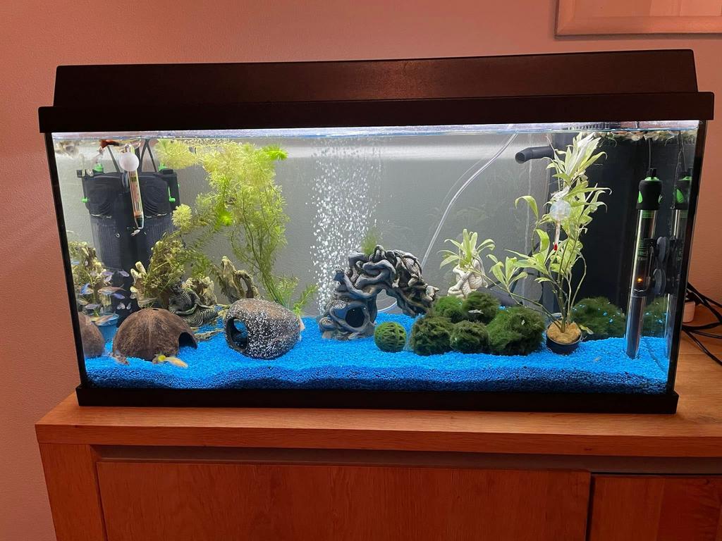 Aquarium juwel, Dieren en Toebehoren, Vissen | Aquaria en Toebehoren, Gebruikt, Gevuld zoetwateraquarium, Inclusief toebehoren