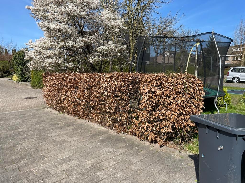 Beukenhaag - zelf uitgraven, Tuin en Terras, Ophalen of Verzenden, Beukenhaag, Haag, 100 tot 250 cm