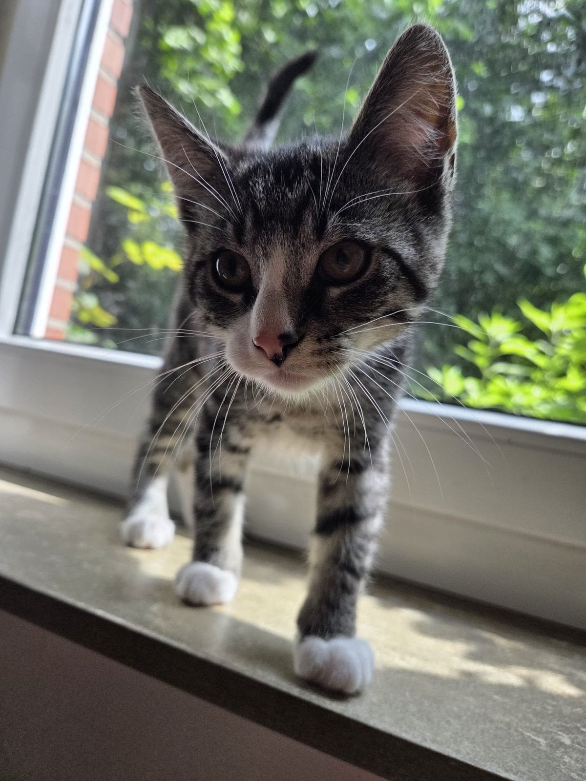 Drie katertjes zoeken een liefdevoll nieuw thuis, Kater, Kortharig, 0 tot 2 jaar