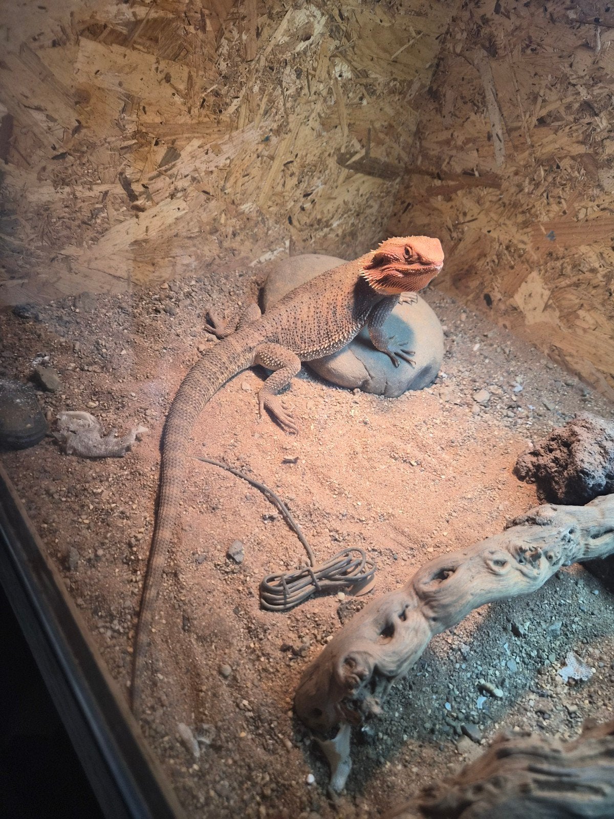 baardagaam Bearded Dragon photo 12