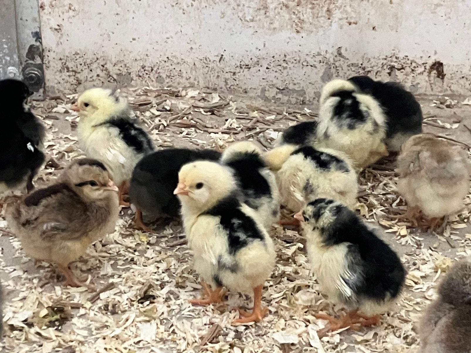 Bonte leghorn kuikens, Dieren en Toebehoren, Pluimvee, Geslacht onbekend, Kip