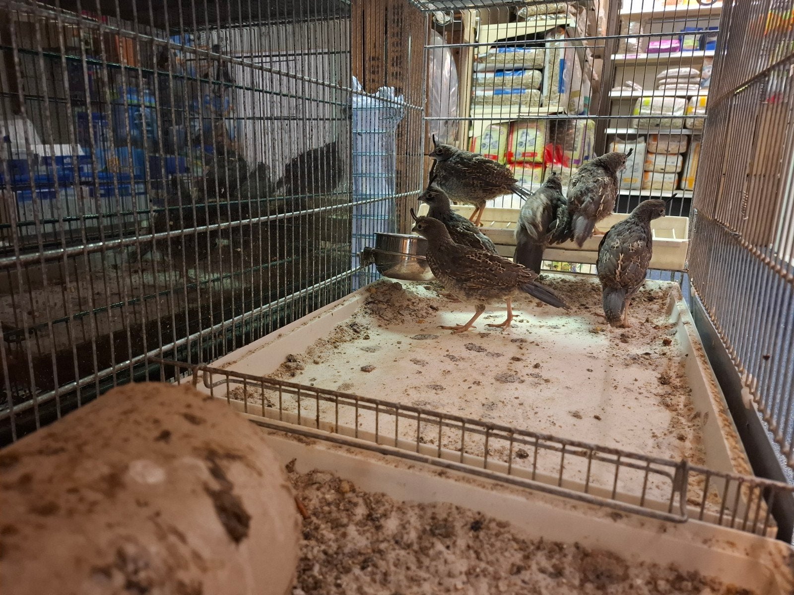 californische kuifkwartels, Dieren en Toebehoren, Meerdere dieren