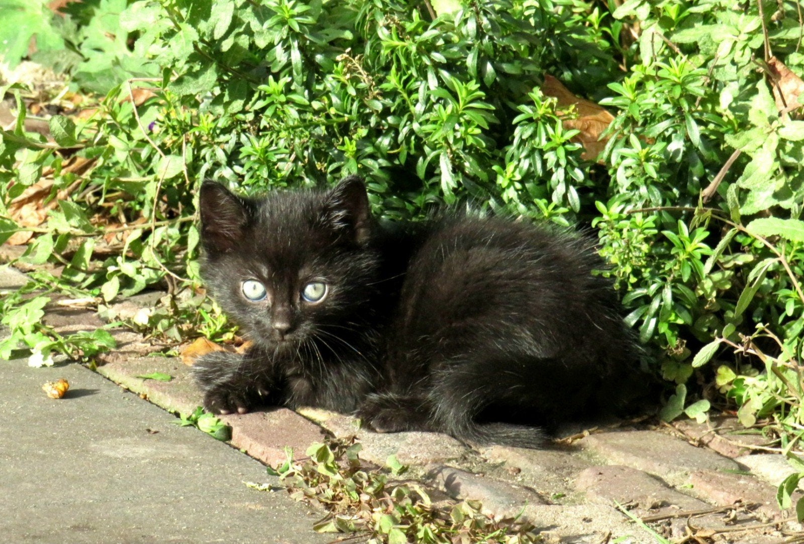 Kittens, Dieren en Toebehoren, Meerdere dieren, Ontwormd, 0 tot 2 jaar