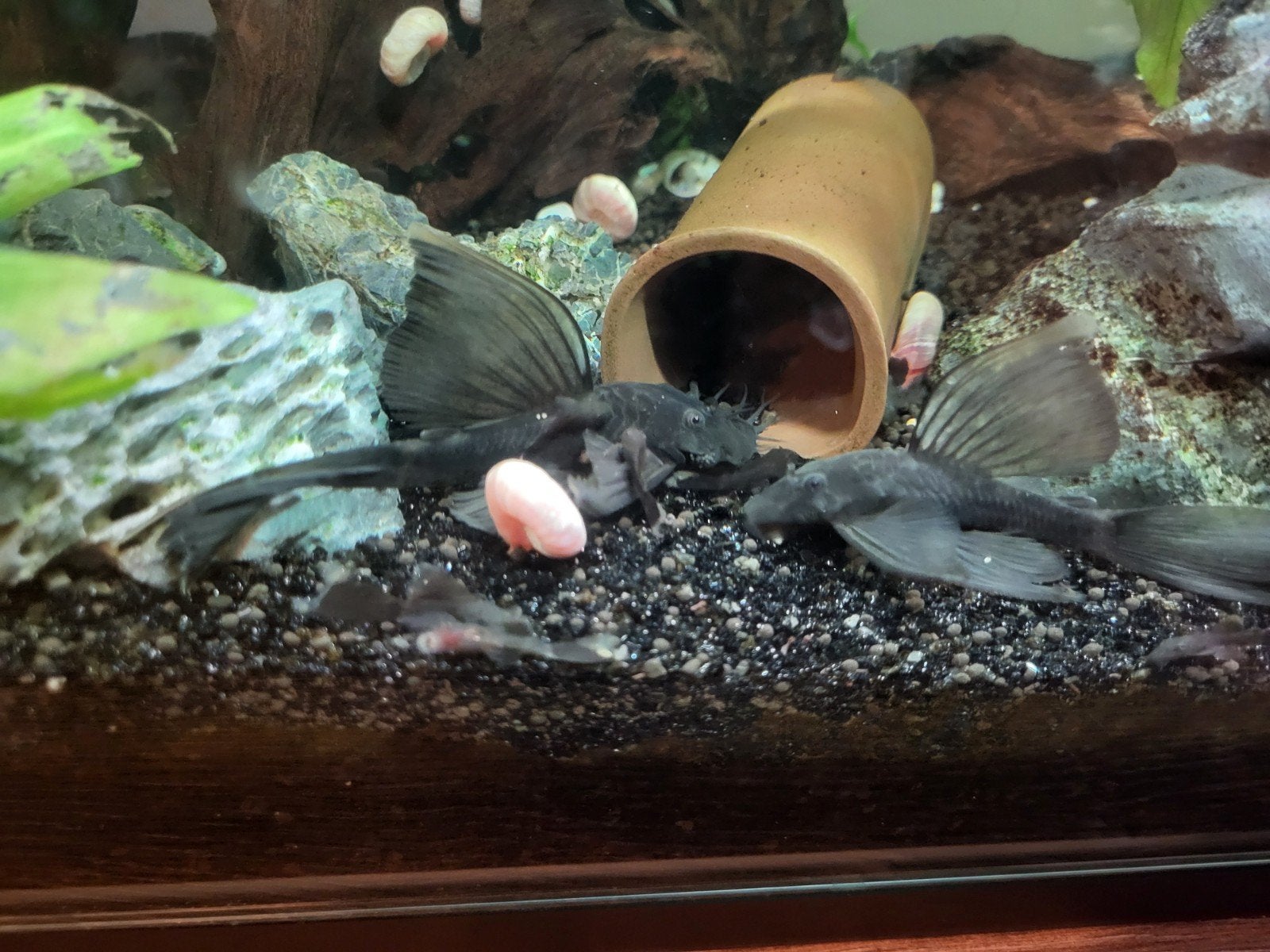ancistrus green dragon longfin baby's, Dieren en Toebehoren, Vis